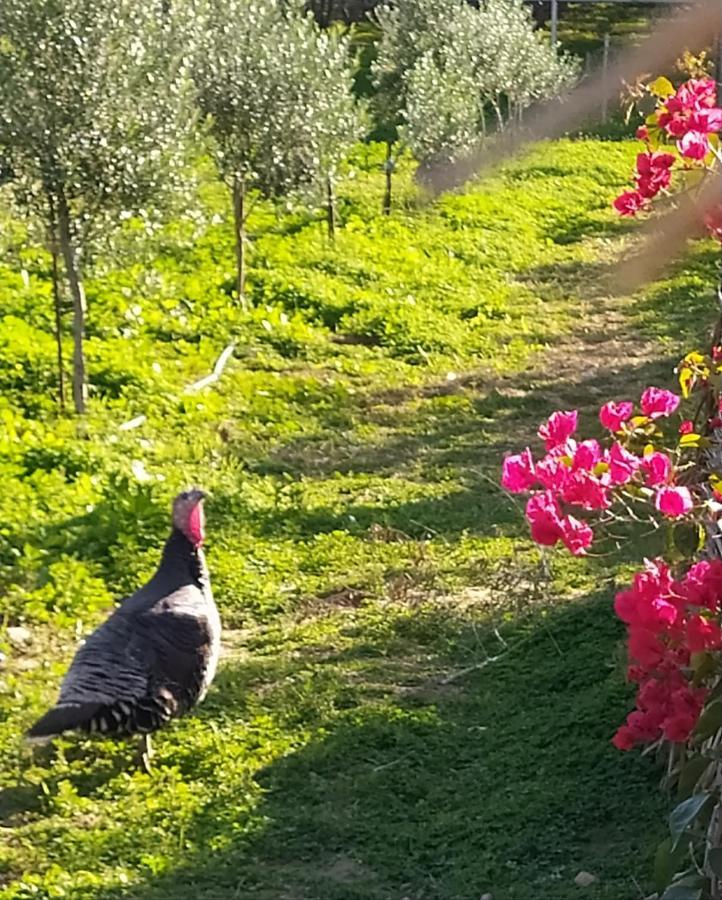 MyParadise-Farm Villa Kalamaki  Exteriör bild